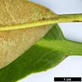 SpeciesSub: subsp. aureodorsale